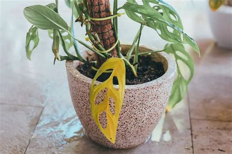 monstera turning yellow and brown|7 Reasons for Monstera Yellow Leaves and How to Fix It